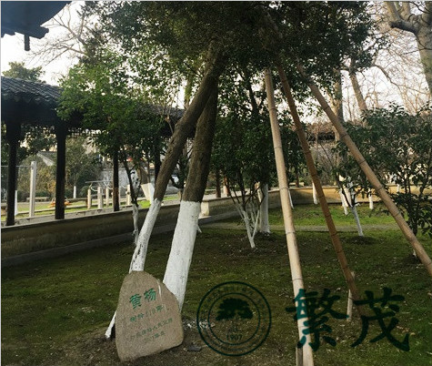 常熟沙家浜鎮(zhèn)某古黃楊救治復壯項目